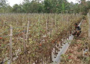 DIBIARKAN MEMBUSUK. Petani tomat di Desa Kelaten, Kecamatan Penengahan, Lampung Selatan, mendatangi kebunnya, Minggu (13/10). Sejumlah petani membiarkan buah tomat membusuk di pohon karena harganya anjlok. (LAMPUNG POST/AAN KRIDOLAKSONO)