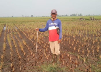 BERTAMBAH. Lahan di Desa Pulaujaya, Kecamatan Palas, Lampung Selatan, yang mengalami gagal panen atau puso akibat kekeringan, beberapa hari yang lalu. Tanaman padi yang puso di Palas hingga kini mencapai 161 hektare. (LAMPUNG POST/ARMANSYAH)