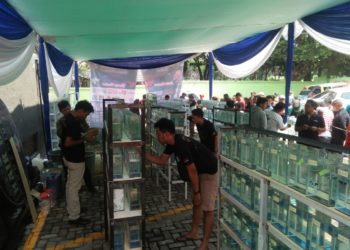 Pecinta ikan Guppy gelar kontes di Lampung. (DOK IGPA)