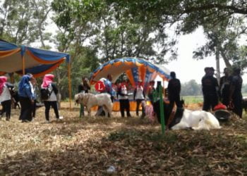 Ternak Kambing. (LAMPUNG POST/YUDHI)