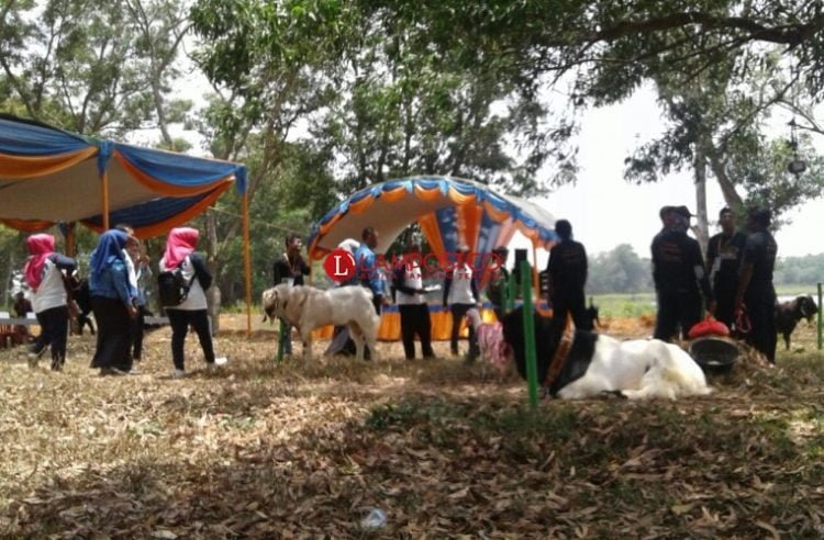 Ternak Kambing. (LAMPUNG POST/YUDHI)