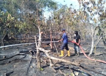 PADAMKAN API. Personel damkar memadamkan api yang melalap lahan di perkebunan warga di Desa Banjarmasin, Kecamatan Penengahan, Lampung Selatan, Jumat (1/11). n DOK DAMKAR LAMSEL
