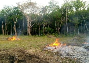 BERSIHKAN LAHAN. Warga di Kecamatan Lambukibang, Tulangbawang Barat, lebih memilih cara praktis tetapi membahayakan dalam melakukan pembersihan lahan dengan cara membakar. DOK WARGA