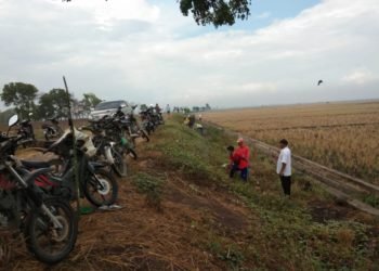 PENGENDALIAN HAMA. Sejumlah petani di Desa Kualasekampung, Kecamatan Sragi, Lampung Selatan, melakukan gerakan pengendalian (Gerdal) hama tikus di areal persawahan desa setempat, Rabu (27/11). n LAMPUNG POST/ARMANSYAH