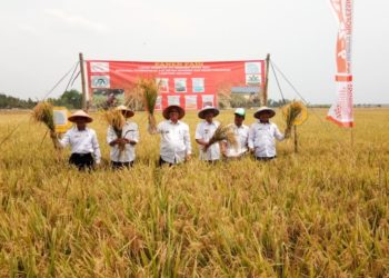 PANEN PADI. Kepala Dinas Tanaman Pangan, Hortikultura, dan Perkebunan Lampung Selatan Noviar Akmal dan Ketua P4S Mitra Mandiri, Gondo Suwarno, memanen padi untuk diubin di areal Desa Sukapura, Kecamatan Sragi, Rabu (13/11). n LAMPUNG POST/ARMANSYAH