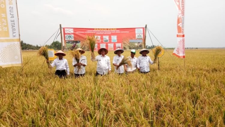 PANEN PADI. Kepala Dinas Tanaman Pangan, Hortikultura, dan Perkebunan Lampung Selatan Noviar Akmal dan Ketua P4S Mitra Mandiri, Gondo Suwarno, memanen padi untuk diubin di areal Desa Sukapura, Kecamatan Sragi, Rabu (13/11). n LAMPUNG POST/ARMANSYAH