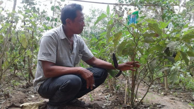 TUNJUKKAN HAMA. Pardi, warga Desa Trimodadi, Kecamatan Abung Selatan, Lampung Utara, menunjukkan hama kutu kebul yang menyerang tanaman terong di areal lahannya, Senin (11/11). LAMPUNG POST/YUDHI HARDIYANTO