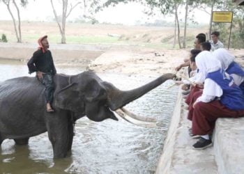 BERI MAKAN GAJAH. Repcil Lampost memberi makan gajah berupa potongan batang tebu di Taman Nasional Way Kambas (TNWK), Rabu (13/11). LAMPUNG POST/ZAINUDDIN