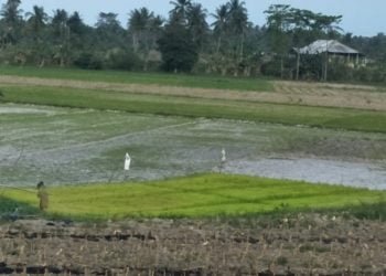 Pupuk Indonesia Bangun Pabrik CO2