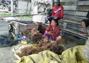 kejayaan rumput laut