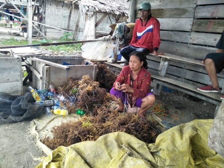 kejayaan rumput laut