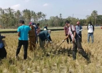 geropyokan hama tikus