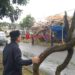 Waspada Pohon Tumbang pada Musim Penghujan