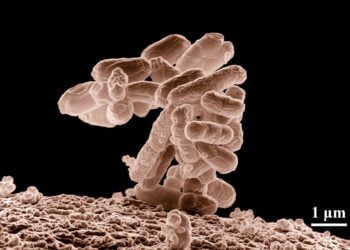 Ilustrasi: Wikilmages/pixabay.com