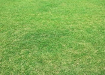 Ilustrasi: pexels/pixabay.com