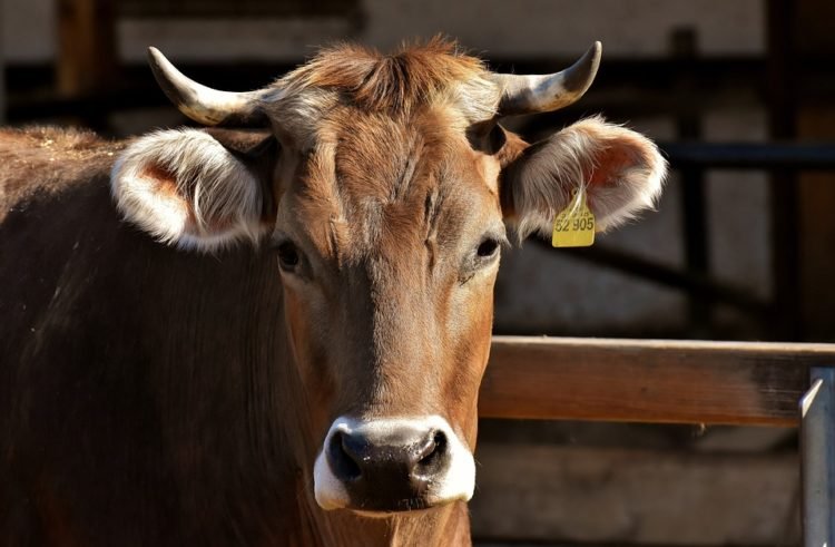 Feed Lotter Diminta tidak Menaikan Harga Jual Sapi