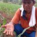 TUNJUKKAN HAMA JAGUNG. Petani jagung warga Desa Batunangkop, Kecamatan Sungkai Tengah, Helmi, menunjukkan hama ulat grayak yang menyerang tanaman jagung di areal ladangnya, Rabu (25/12). n LAMPUNG POST/YUDHI HARDIYANTO
