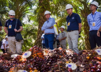 ILUSTRASI SAWIT. Sejumlah delegasi dari negara-negara Uni Eropa (UE) memperhatikan tandan buah segar kelapa sawit saat kunjungan perwakilan negara-negara Uni Eropa di perkebunan sawit PTPN V di Kabupaten Kampar, Riau, Kamis (9/5). (ANTARA/FB ANGGORO)