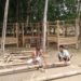 Bambu Betung