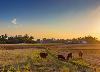 Ilustrasi: vitieubao/pixabay.com