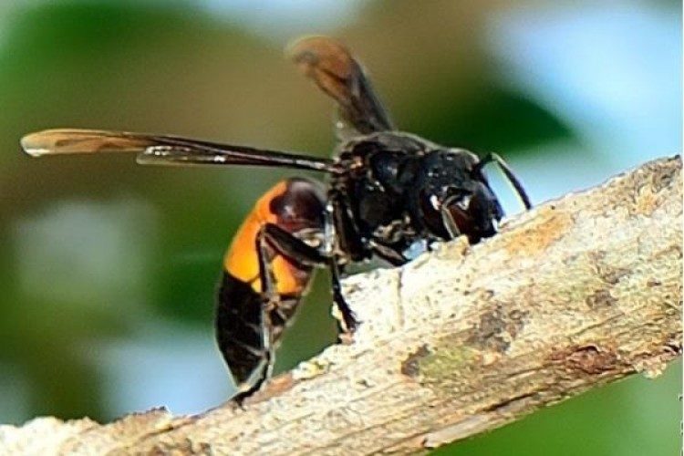 Tawon bernama latin Vespa Afiinis atau biasa disebut tawon ndas. Google Images