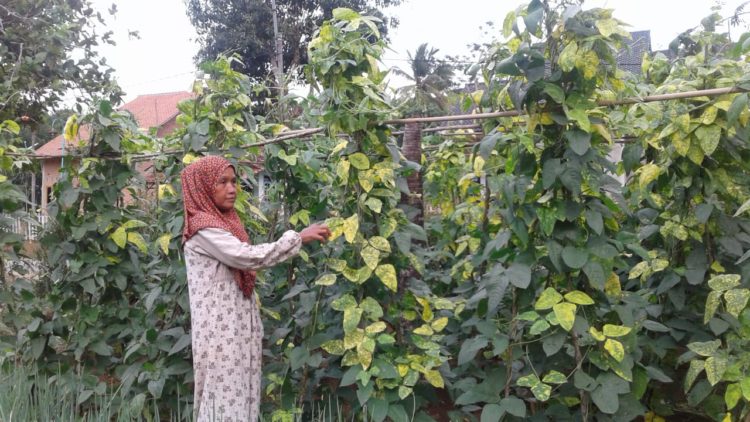 TUNJUKKAN TANAMAN. Petani sayur, Supriyanti, warga Dusun 02, RW 02, Desa Ratuabung, Kecamatan Abung Selatan, menunjukkan kacang panjang yang terserang hama bule di halaman rumahnya sekaligus lokasi budi daya sayuran, Selasa (7/1). LAMPUNG POST/YUDHI HARDIYANTO