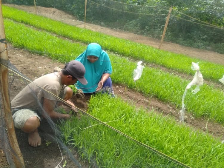 MUSIM TANAM. Petani di Tiyuh Sumberrejo, Kecamatan Tumijajar, mempersiapkan musim tanam padi tahun 2020, Senin (13/1). LAMPUNG POST/AHMAD SOBIRIN