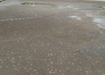 UDANG MATI. Udang berumur 10—45 hari yang mati akibat diserang virus. n DOKUMENTASI PETAMBAK