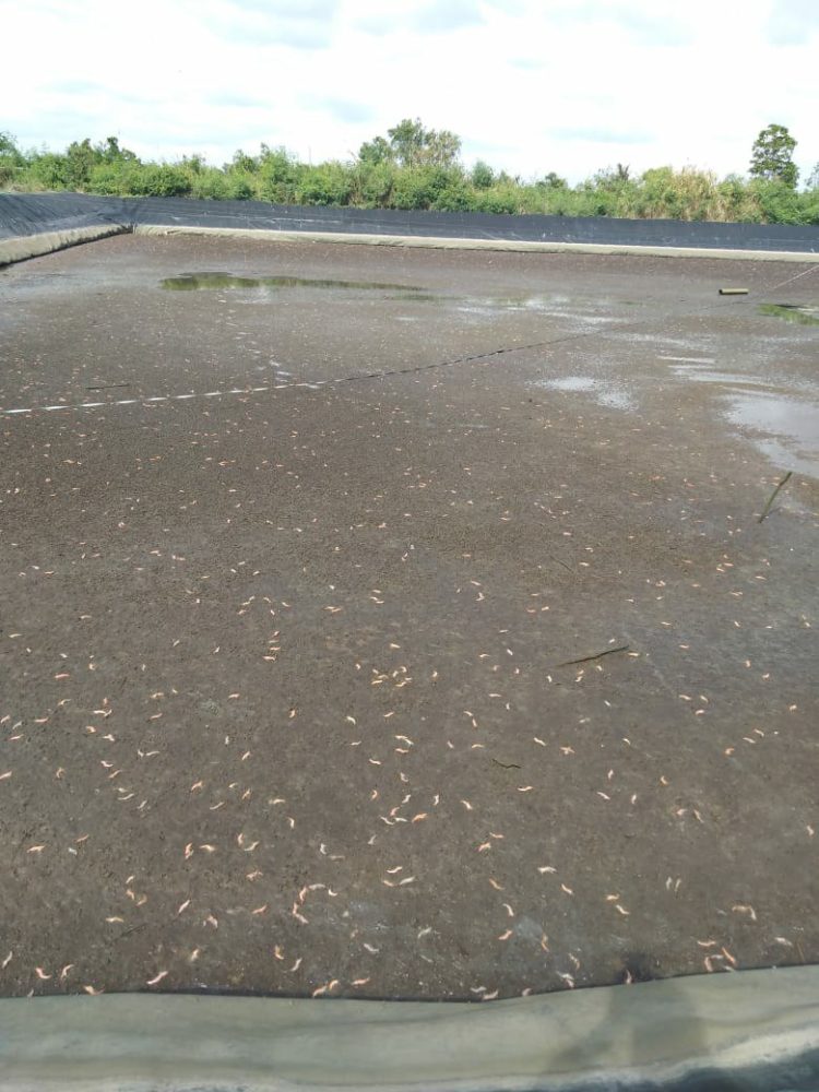 UDANG MATI. Udang berumur 10—45 hari yang mati akibat diserang virus. n DOKUMENTASI PETAMBAK