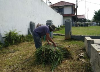 PANEN DAUN SERAI. Penghuni LP Kotaagung memanen daun serai wangi untuk disuling menjadi essentials oil, Kamis (30/1). LAMPUNG POST/ABU UMARALI