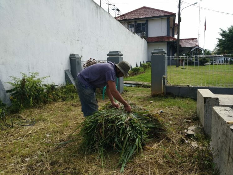 PANEN DAUN SERAI. Penghuni LP Kotaagung memanen daun serai wangi untuk disuling menjadi essentials oil, Kamis (30/1). LAMPUNG POST/ABU UMARALI
