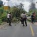 Aparat dan Warga Tebang Pohon Rawan Tumbang