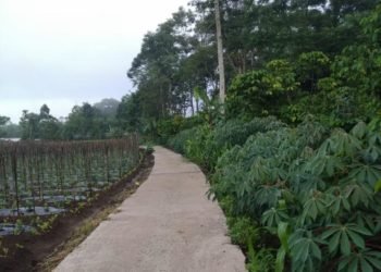 DD Padang Ratu untuk Pembangunan Rabat Beton