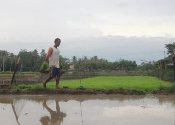 Petani Bengkulu Kekurangan Pupuk