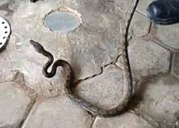 Foto. Lampost.co/Andi Apriyadi