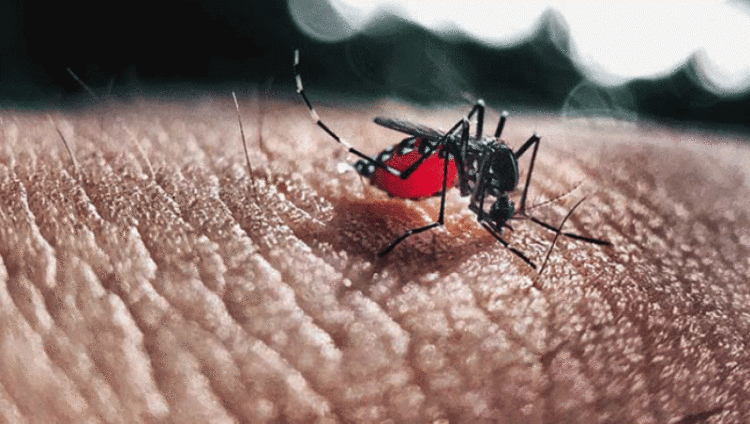 Ilustrasi Nyamuk DBD dok. Lampung Post