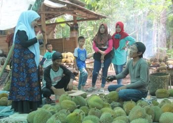 Wisata Durian di daerah Suban, Lampung Selatan (LAMPUNG POST/SUKISNO)