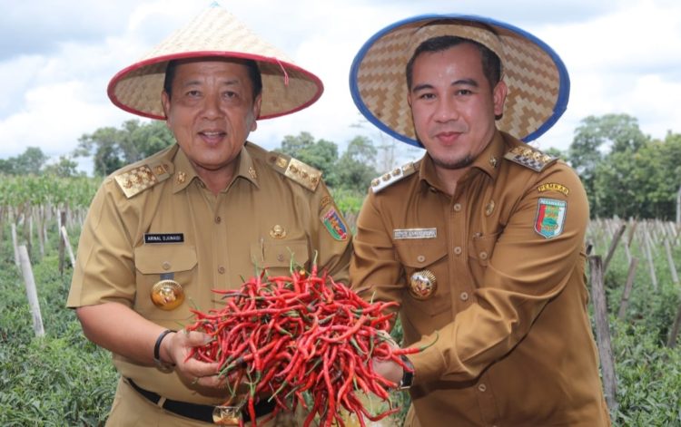 PANEN CABAI. Gubernur Lampung Arinal Djunaidi bersama Bupati Pesawaran Dendi Ramadhona memanen cabai di Kecamatan Tegineneng, Kabupaten Pesawaran, dan Kecamatan Bekri, Lampung Tengah, Selasa (18/2). Gubernur Arinal dan Bupati Dendi turun langsung mendengar keluhan petani cabai yang mencurahkan isi hati tentang serangan hama dan kekurangan air. DOK. PEMPROV LAMPUNG