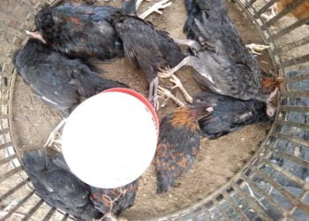 FLU BURUNG. Ratusan ayam di Palembang yang mati diserang flu burung. Kemekes berkoordinasi dengan Kementan untuk mengantisipasi penyebaran flu burung. (MI/DWI APRIANI)