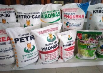 Kejari Pringsewu Sita Dokumen Pupuk Bersubsidi