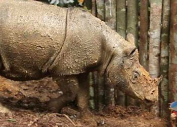 Ilustrasi Google images