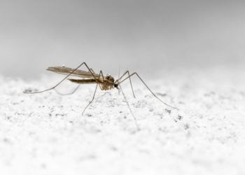 Ilustrasi: Erik_Karits/Pixabay.com