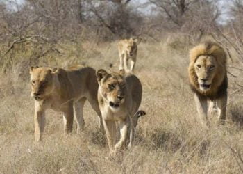 Ilustrasi Google Images