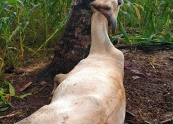 Pencuri Sembelih Sapi di Kebun Jagung