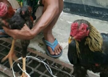 Komandan Ayam Berkokok Lebih Dulu