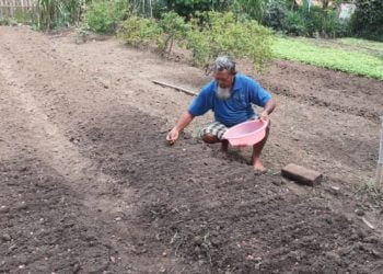 BAWANG MERAH. Tukiran, petani sayur, warga Desa Sumberarum, Kecamatan Kotabumi, menanam bawang merah Brebes, di pekarangan rumah, Minggu (22/3). LAMPUNG POST/YUDHI HARDIYANTO