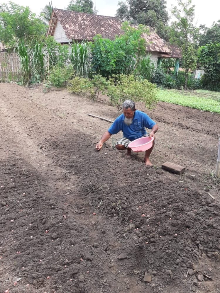 BAWANG MERAH. Tukiran, petani sayur, warga Desa Sumberarum, Kecamatan Kotabumi, menanam bawang merah Brebes, di pekarangan rumah, Minggu (22/3). LAMPUNG POST/YUDHI HARDIYANTO