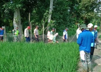 KENDALIKAN HAMA. Petani di Desa Baliagung, Kecamatan Palas, Lampung Selatan, melakukan gerakan pengendalian hama wereng di lahan persawahan, di desa setempat, Minggu (15/3). LAMPUNG POST/ARMANSYAH