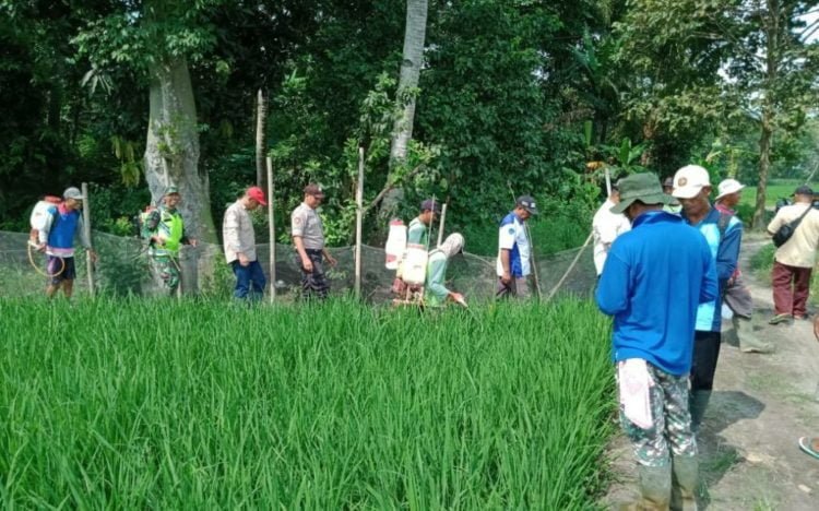 KENDALIKAN HAMA. Petani di Desa Baliagung, Kecamatan Palas, Lampung Selatan, melakukan gerakan pengendalian hama wereng di lahan persawahan, di desa setempat, Minggu (15/3). LAMPUNG POST/ARMANSYAH