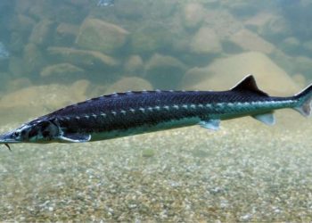 Ikan Sturgeon dan Tanda Penuaan. idntimes.com